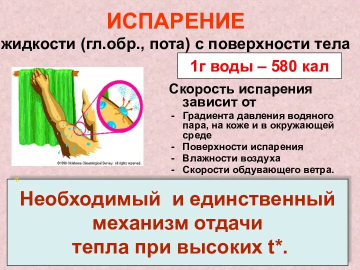 ИСПАРЕНИЕ жидкости (гл.обр., пота) с поверхности тела Скорость испарения зависит