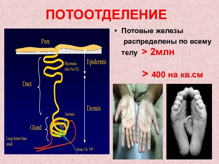 ПОТООТДЕЛЕНИЕ Потовые железы распределены по всему телу > 2млн. > 400 на кв.см