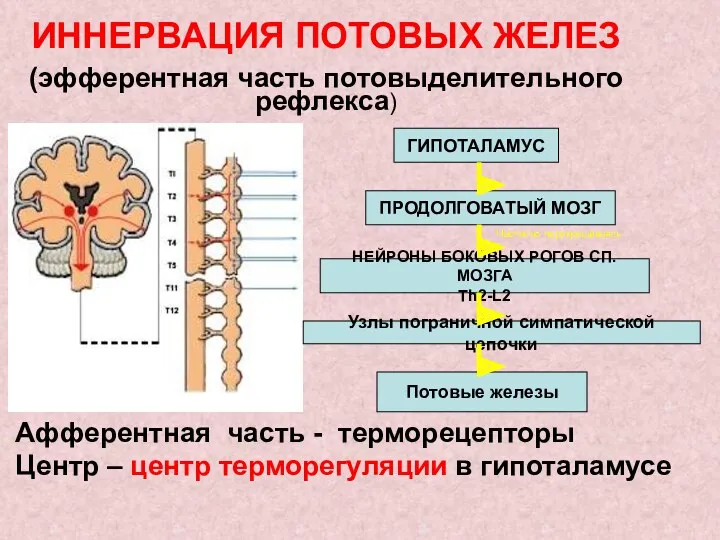 ГИПОТАЛАМУС ПРОДОЛГОВАТЫЙ МОЗГ НЕЙРОНЫ БОКОВЫХ РОГОВ СП.МОЗГА Th2-L2 ИННЕРВАЦИЯ ПОТОВЫХ