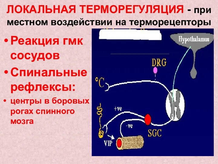 ЛОКАЛЬНАЯ ТЕРМОРЕГУЛЯЦИЯ - при местном воздействии на терморецепторы Реакция гмк сосудов Спинальные рефлексы: