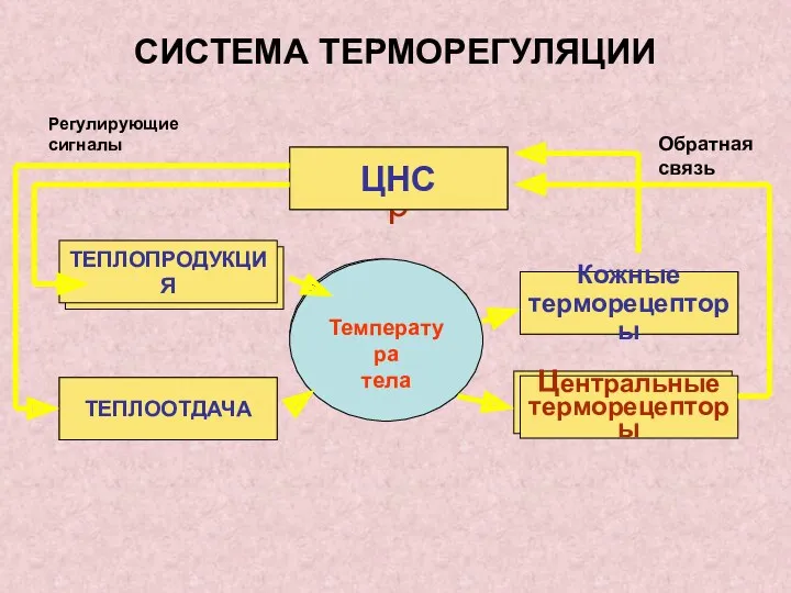 СИСТЕМА ТЕРМОРЕГУЛЯЦИИ контроллер Внутренние термосенсоры эффектор эффектор Датчики (детекторы) Центральные терморецепторы ЦНС Кожные