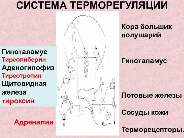 СИСТЕМА ТЕРМОРЕГУЛЯЦИИ Кора больших полушарий Гипоталамус Потовые железы Сосуды кожи Терморецепторы. Гипоталамус Тиреолиберин