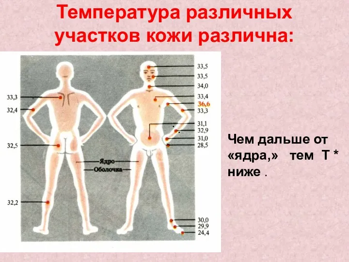 Температура различных участков кожи различна: . . Чем дальше от «ядра,» тем Т * ниже .