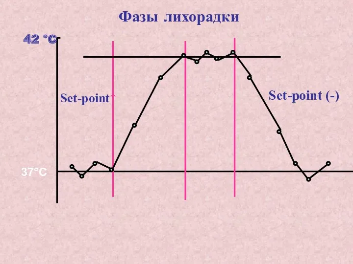 Фазы лихорадки Set-point↑ Set-point (-)