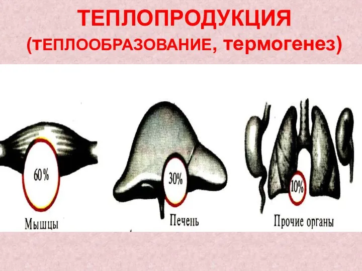 ТЕПЛОПРОДУКЦИЯ (тЕПЛООБРАЗОВАНИЕ, термогенез)