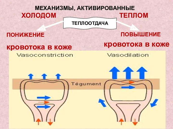 МЕХАНИЗМЫ, АКТИВИРОВАННЫЕ ХОЛОДОМ ТЕПЛОМ ПОВЫШЕНИЕ кровотока в коже ТЕПЛООТДАЧА ПОНИЖЕНИЕ кровотока в коже