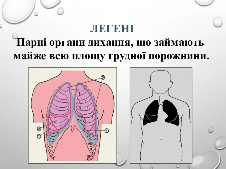 Парні органи дихання, що займають майже всю площу грудної порожнини. ЛЕГЕНІ