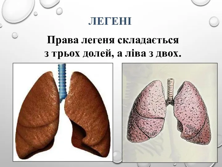ЛЕГЕНІ Права легеня складається з трьох долей, а ліва з двох.