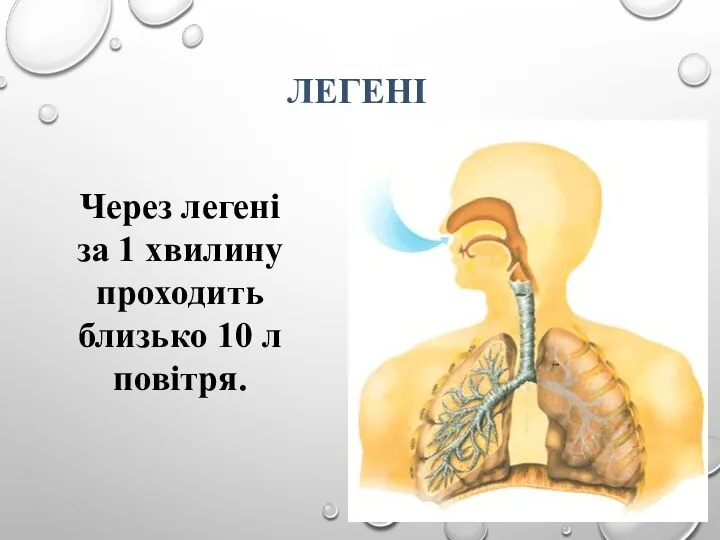 ЛЕГЕНІ Через легені за 1 хвилину проходить близько 10 л повітря.