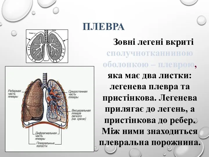 Зовні легені вкриті сполучнотканниною оболонкою – плеврою, яка має два