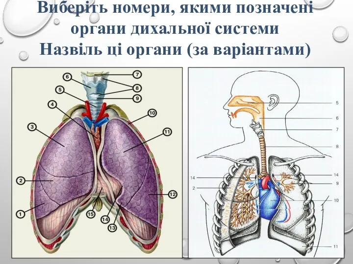 Виберіть номери, якими позначені органи дихальної системи Назвіль ці органи (за варіантами)
