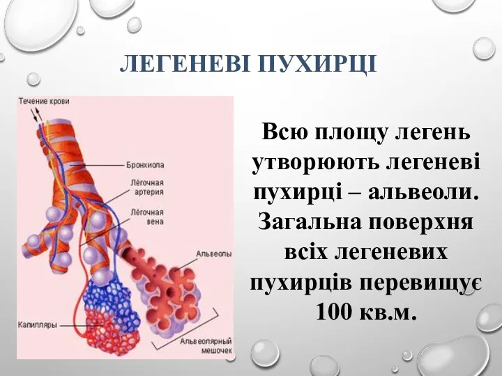 Всю площу легень утворюють легеневі пухирці – альвеоли. Загальна поверхня