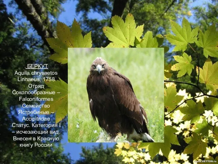 . БЕРКУТ Aquila chrysaetos Linnaeus, 1758 Отряд Соколообразные – Falconiformes Семейство Ястребиные –