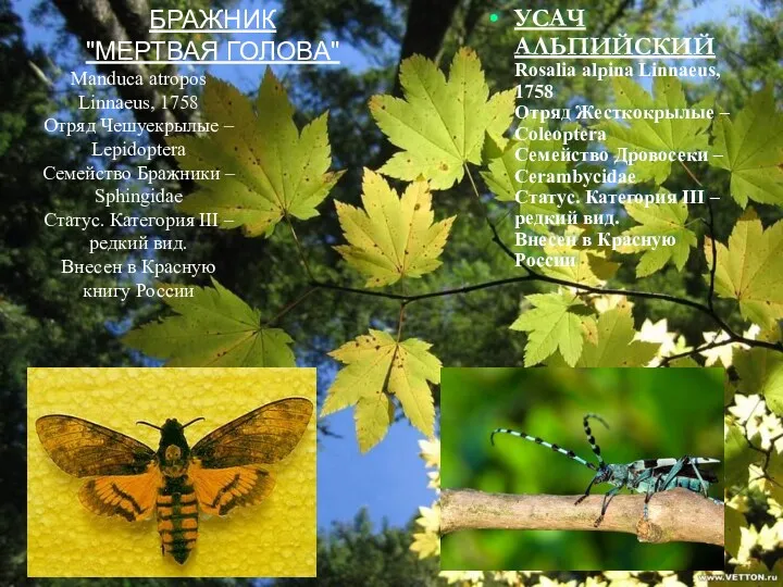 УСАЧ АЛЬПИЙСКИЙ Rosalia alpina Linnaeus, 1758 Отряд Жесткокрылые – Coleoptera Семейство Дровосеки –