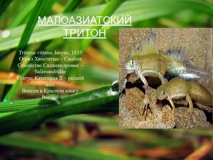 . Triturus vittatus Jenyns, 1835 Отряд Хвостатые – Caudata Семейство Саламандровые – Salamandridae