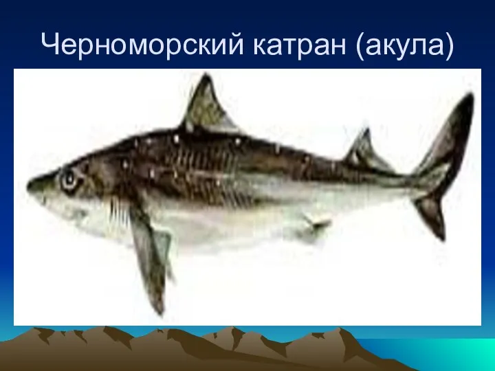 Черноморский катран (акула)
