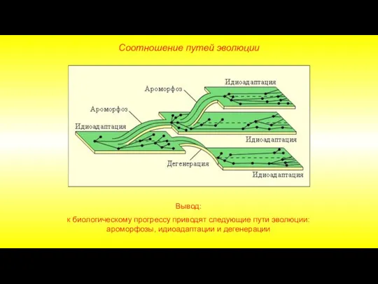 Вывод: к биологическому прогрессу приводят следующие пути эволюции: ароморфозы, идиоадаптации и дегенерации Соотношение путей эволюции