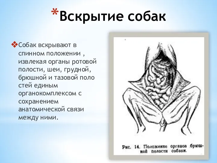 Вскрытие собак Собак вскрывают в спинном положении , извлекая органы