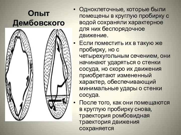 Опыт Дембовского Одноклеточные, которые были помещены в круглую пробирку с