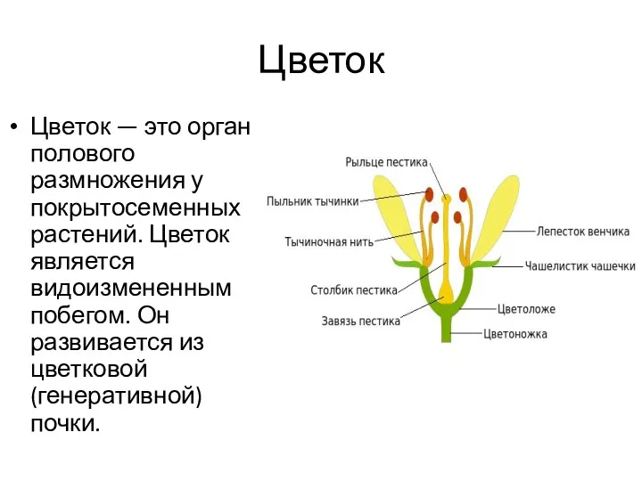 Цветок Цветок — это орган полового размножения у покрытосеменных растений.