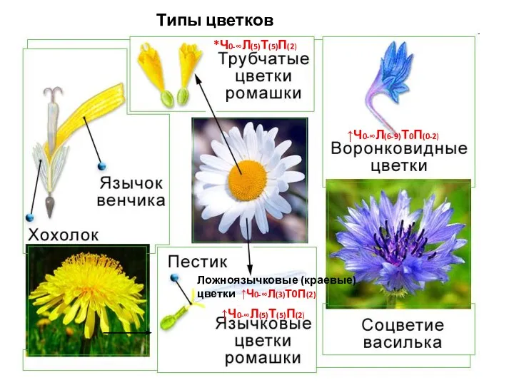 Типы цветков *Ч0-∞Л(5)Т(5)П(2) ↑Ч0-∞Л(5)Т(5)П(2) ↑Ч0-∞Л(6-9)Т0П(0-2) Ложноязычковые (краевые) цветки ↑Ч0-∞Л(3)Т0П(2)