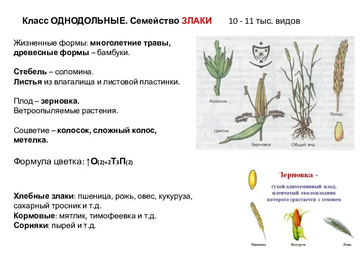 Класс ОДНОДОЛЬНЫЕ. Семейство ЗЛАКИ 10 - 11 тыс. видов Жизненные