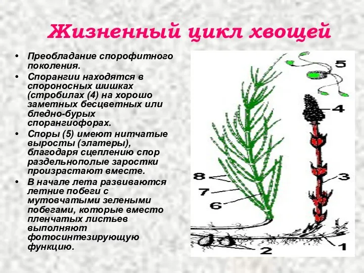 Жизненный цикл хвощей Преобладание спорофитного поколения. Спорангии находятся в спороносных