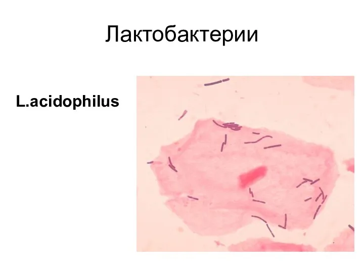 Лактобактерии L.acidophilus