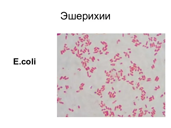 Эшерихии E.coli