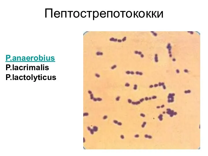 Пептострепотококки P.anaerobius P.lacrimalis P.lactolyticus