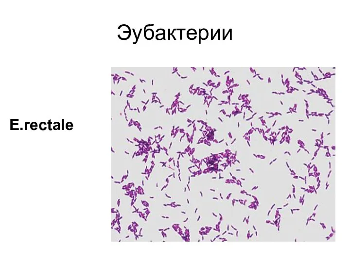 Эубактерии E.rectale