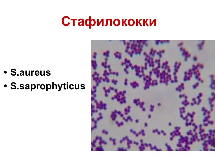 Стафилококки S.aureus S.saprophyticus