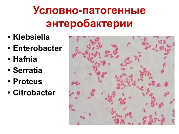 Условно-патогенные энтеробактерии Klebsiella Enterobacter Hafnia Serratia Proteus Citrobacter