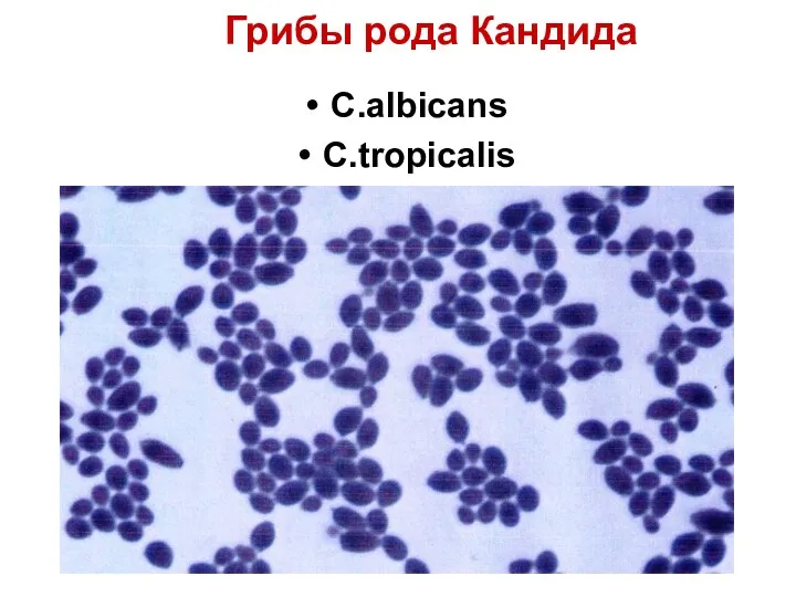 Грибы рода Кандида C.albicans С.tropicalis