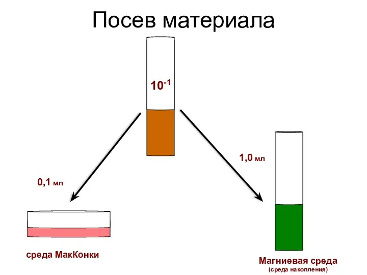 Посев материала 10-1 среда МакКонки Магниевая среда (среда накопления) 0,1 мл 1,0 мл