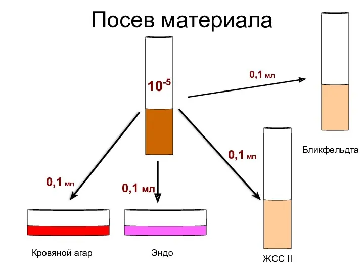 Посев материала 10-5 Кровяной агар ЖСС II 0,1 мл 0,1