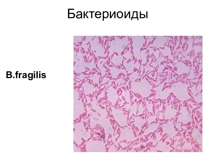 Бактериоиды B.fragilis