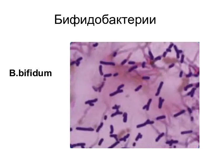 Бифидобактерии B.bifidum