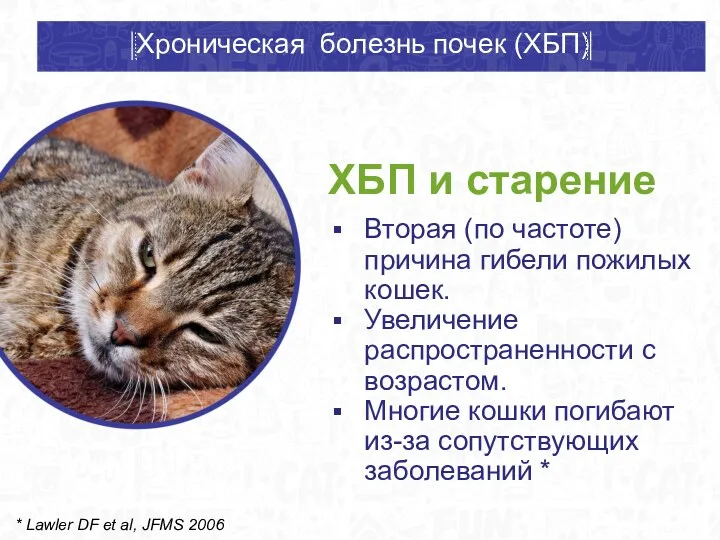 ХБП и старение Вторая (по частоте) причина гибели пожилых кошек.