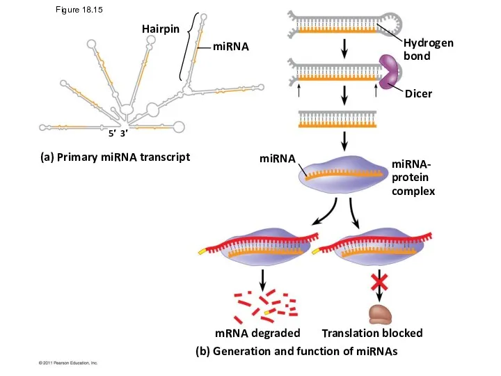 (a) Primary miRNA transcript Hairpin miRNA miRNA Hydrogen bond Dicer