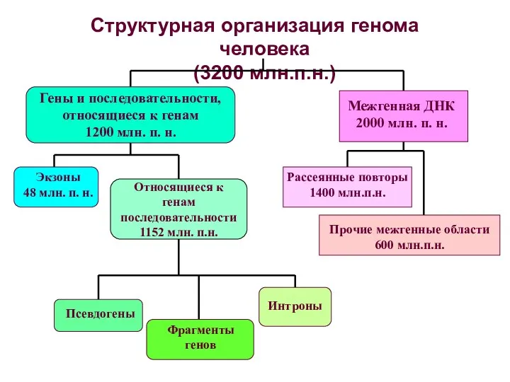 Структурная организация генома человека (3200 млн.п.н.) Гены и последовательности, относящиеся