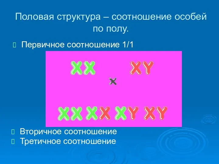 Половая структура – соотношение особей по полу. Первичное соотношение 1/1 Вторичное соотношение Третичное соотношение