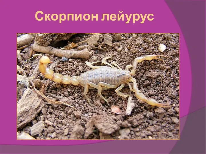 Скорпион лейурус