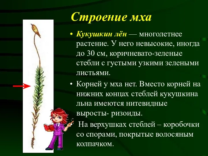 Строение мха Кукушкин лён — многолетнее растение. У него невысокие, иногда до 30