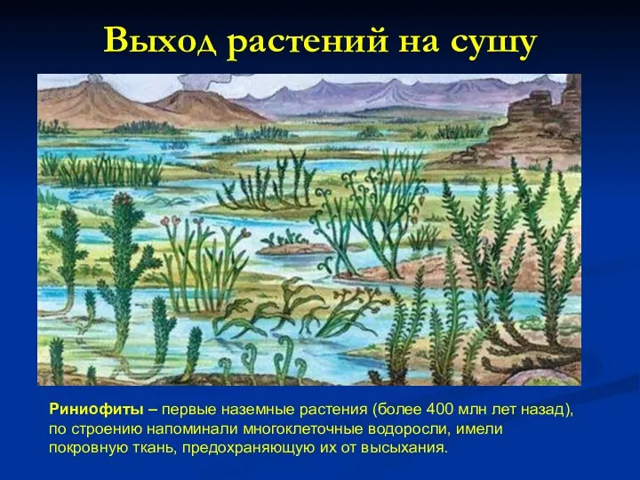 Выход растений на сушу Риниофиты – первые наземные растения (более 400 млн лет