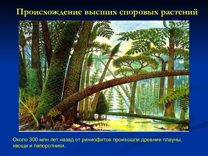 Происхождение высших споровых растений Около 300 млн лет назад от риниофитов произошли древние