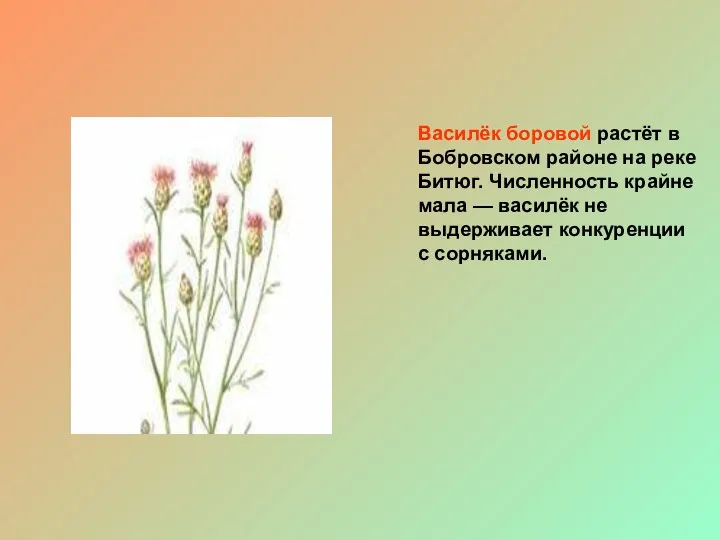 Василёк боровой растёт в Бобровском районе на реке Битюг. Численность