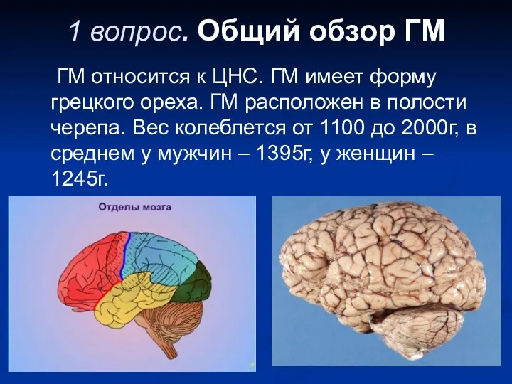 1 вопрос. Общий обзор ГМ ГМ относится к ЦНС. ГМ
