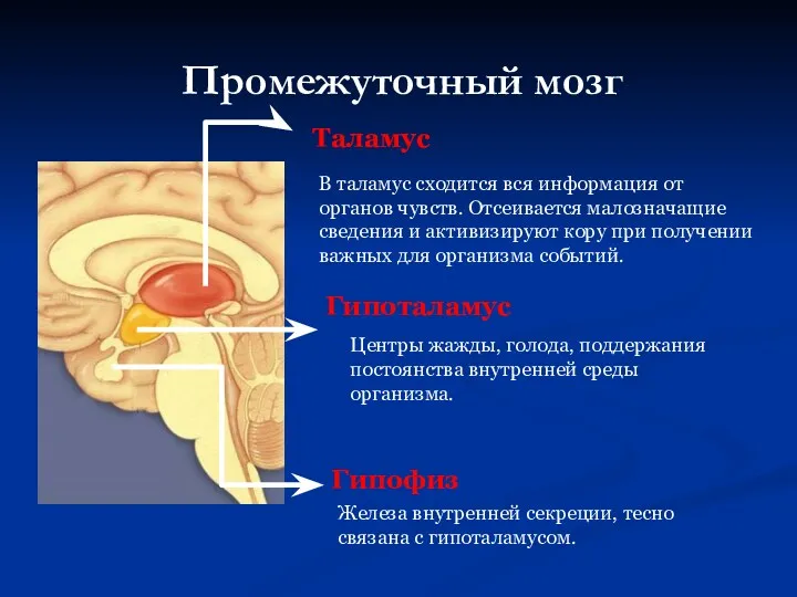 Промежуточный мозг Таламус В таламус сходится вся информация от органов