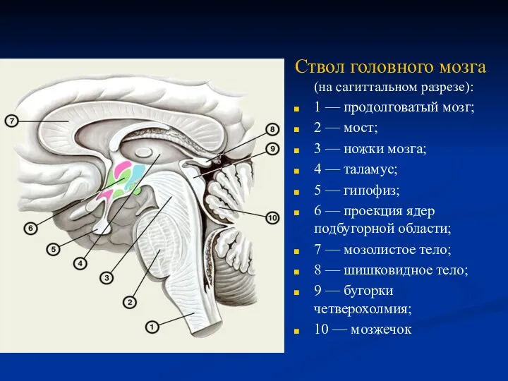 . Ствол головного мозга (на сагиттальном разрезе): 1 — продолговатый